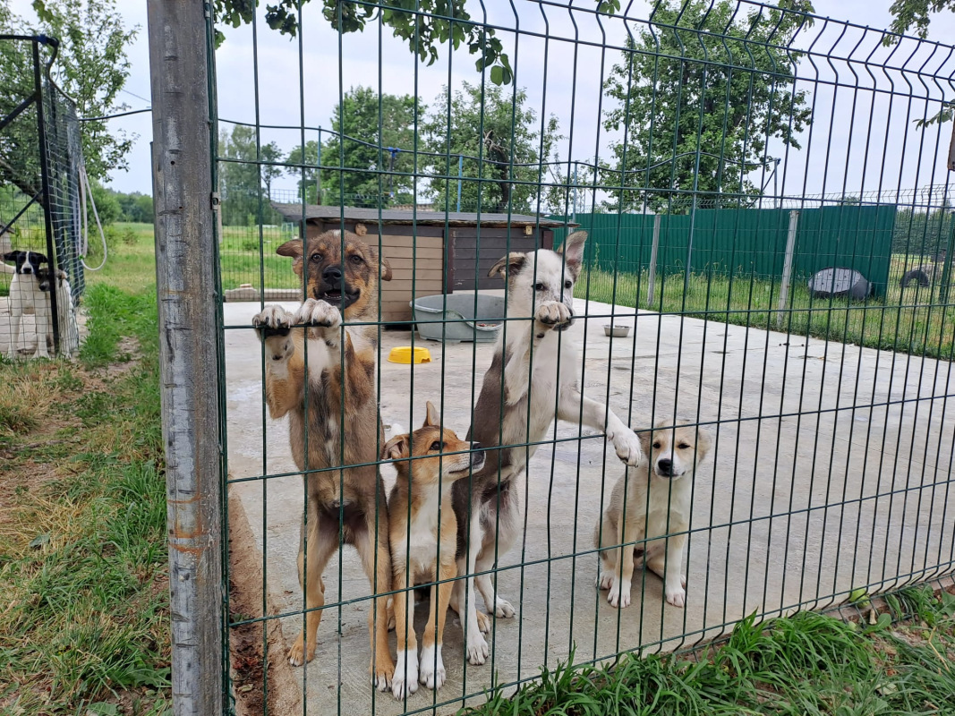 Dzīvnieki - patversmes iemītnieki